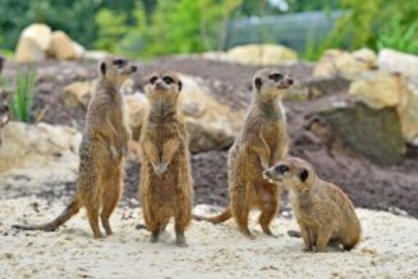Erdmaennchen-&reg;-Franz-Frieling_Tierpark Nordhorn.jpg